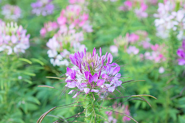 istock Flowers Tarenaya 508287546
