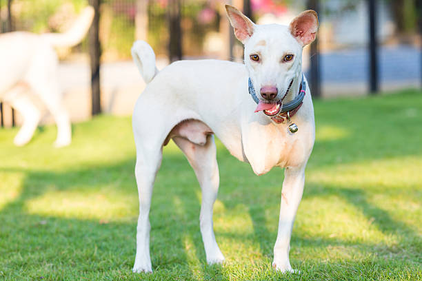 Three Legged Dog Stock Photos, Pictures & Royalty-Free Images - iStock Three Legged Dog Stock Photos, Pictures & Royalty-Free Images - iStock