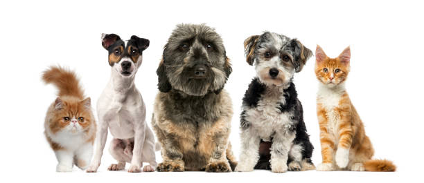 istock Group of dogs and cats 508287622