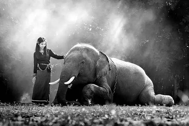 A woman take care an elephant in elephant village, Surin Province, Thailand.