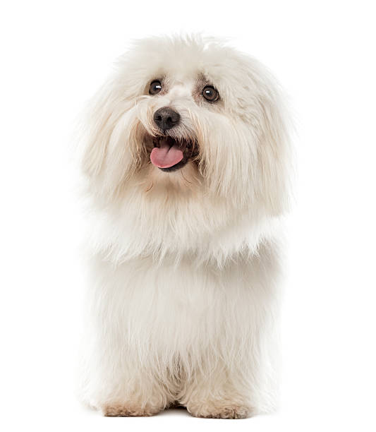 istock Maltese sitting in front of a white background 508287988