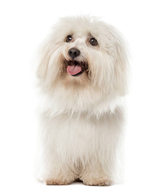 Maltese sitting in front of a white background Maltese sitting in front of a white background coton de tulear stock pictures, royalty-free photos & images
