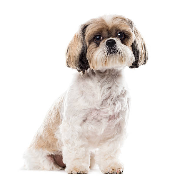 istock Shih Tzu sitting in front of a white background 508288192
