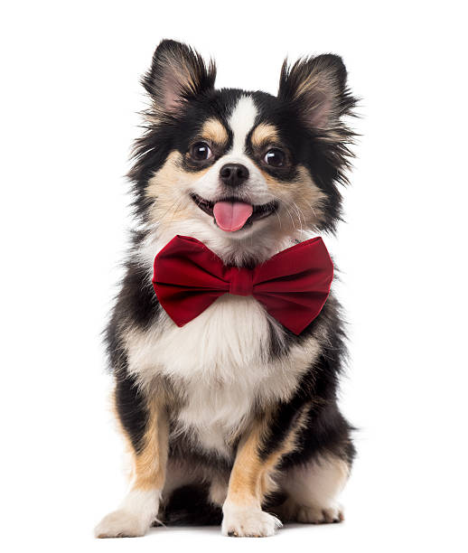 istock Chihuahua sitting and wearing a bow tie 508288346