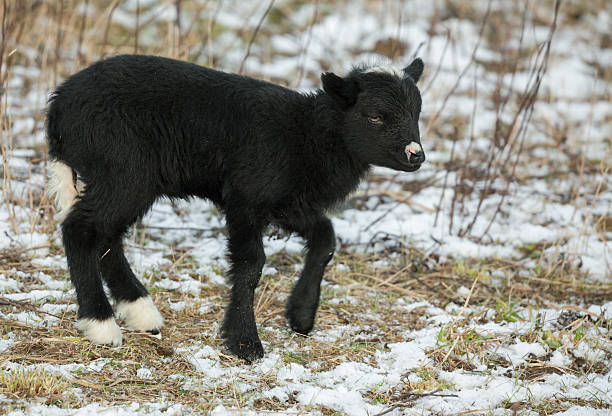 graziosa agnello nero con pois bianchi. - brindled foto e immagini stock