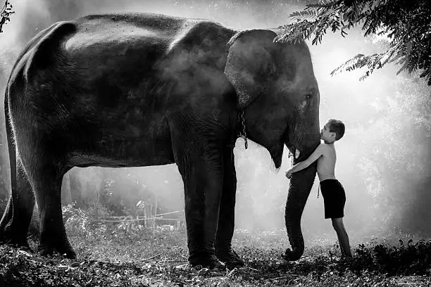 A boy feeding elephant in the jungle, Thailand
