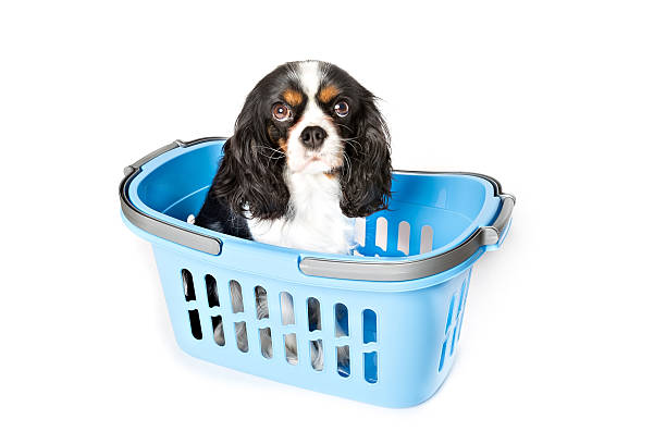 Cavalier King Charles Spaniel Laundry Basket - Tri Cavalier King Charles Spaniel Laundry Basket - Tri
