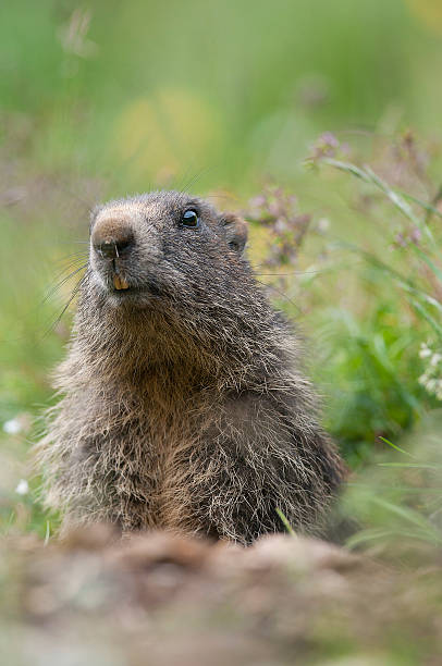 istock the sentinel of the alpine meadows 508290788