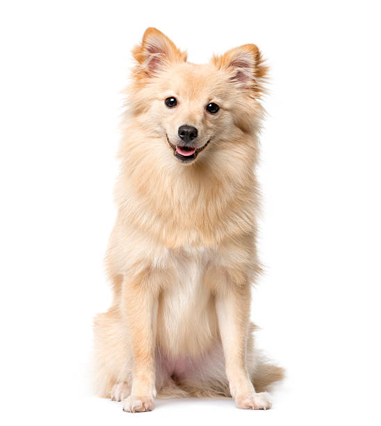 German Spitz sitting in front of a white background German Spitz sitting in front of a white background spitz type dog stock pictures, royalty-free photos & images