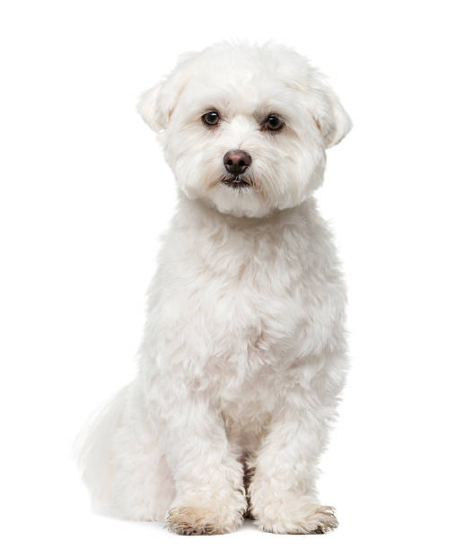 istock Maltese sitting in front of a white background 508291104