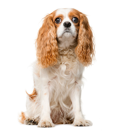 Cavalier King Charles in front of a white background