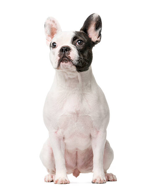 istock French Bulldog sitting in front of a white background 508291516