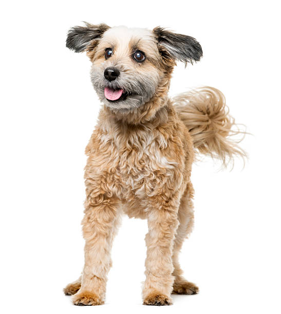 istock Crossbreed dog standing in front of a white background 508291830