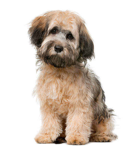 istock Havanese sitting in front of a white background 508292280