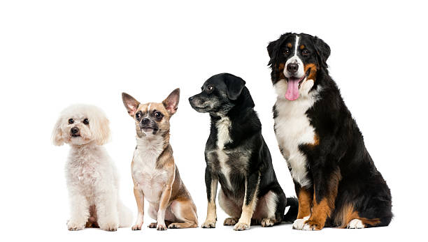 istock Group of dogs in front of a white background 508292428