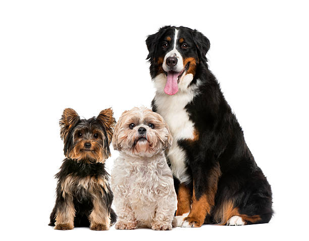 istock Three dogs sitting in front of a white background 508292532