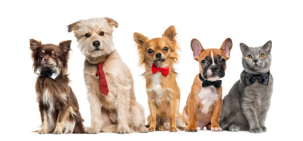 istock Group of dogs and cats 508292722