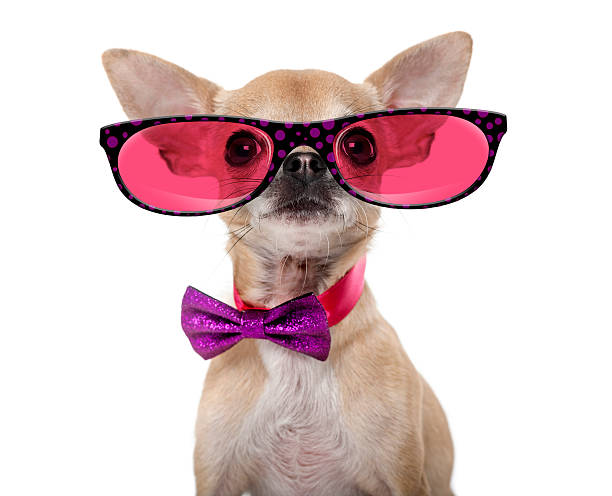 istock Chihuahua wearing a bow tie and glasses 508293042