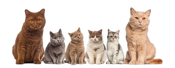 istock Group of British Shorthairs sitting 508293200