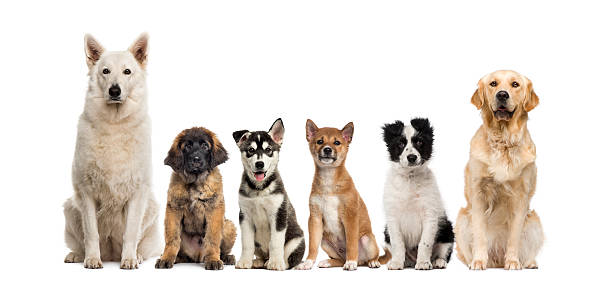 istock Group of dogs sitting in front of a white background 508293300