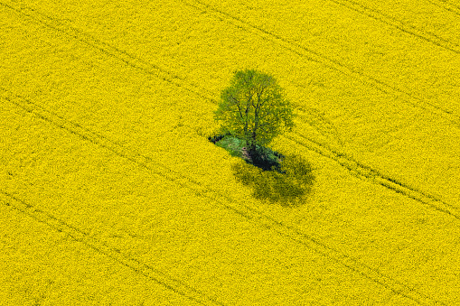 Aerial View of Oilseed Rape Field located in Germany