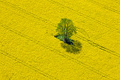 Aerial View of Oilseed Rape Field located in Germany