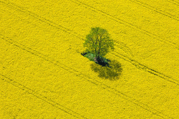 vista aérea de colza oleaginosa campo localizado na alemanha - landscape tree field flower - fotografias e filmes do acervo