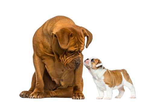 Dogue de bordeaux looking at a French Bulldog puppy in front of a white background