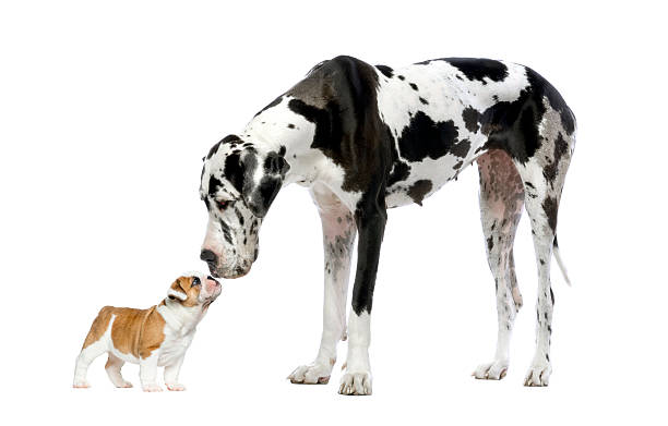 groß dane schaut an eine französische bulldogge welpen - rassehund stock-fotos und bilder