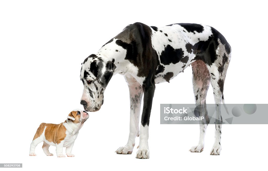 Great Dane looking at a French Bulldog puppy Great Dane looking at a French Bulldog puppy in front of a white background Large Stock Photo