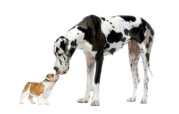 Great Dane looking at a French Bulldog puppy Great Dane looking at a French Bulldog puppy in front of a white background mammoth stock pictures, royalty-free photos & images