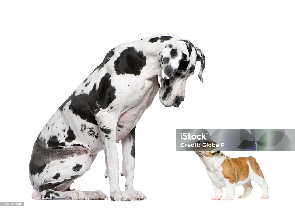 Great Dane looking at a French Bulldog puppy Great Dane looking at a French Bulldog puppy in front of a white background Great Dane Stock Photo