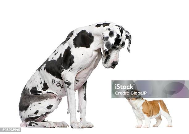 Great Dane Looking At A French Bulldog Puppy Stock Photo - Download Image Now - Great Dane, Puppy, Dog