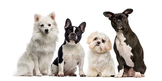 grupo de perros en frente de un fondo blanco - group of dogs fotografías e imágenes de stock