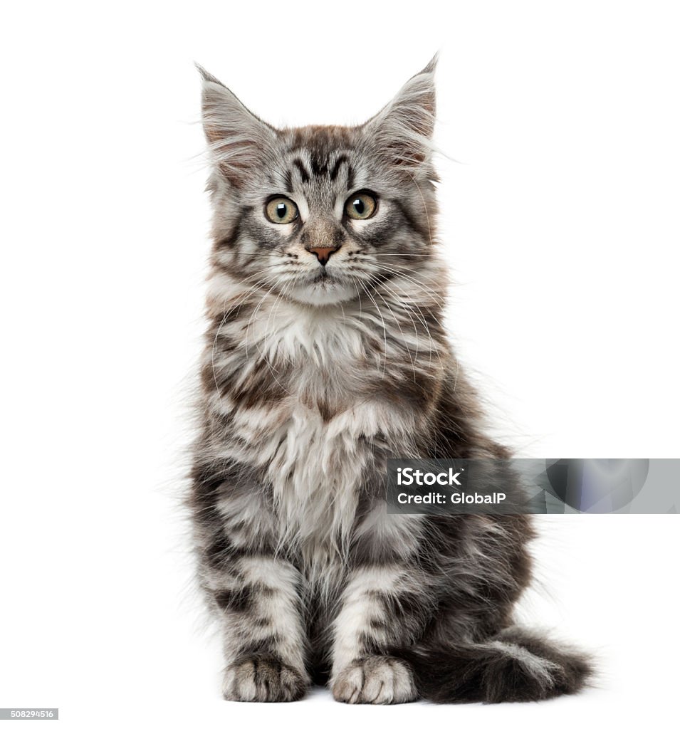 Maine coon kitten in front of white background Domestic Cat Stock Photo