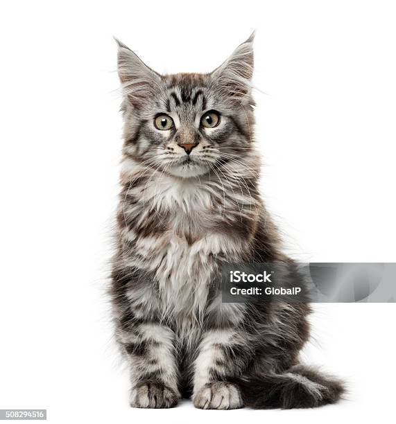 Maine Coon Kitten In Front Of White Background Stock Photo - Download Image Now - Domestic Cat, Maine Coon Cat, Cut Out