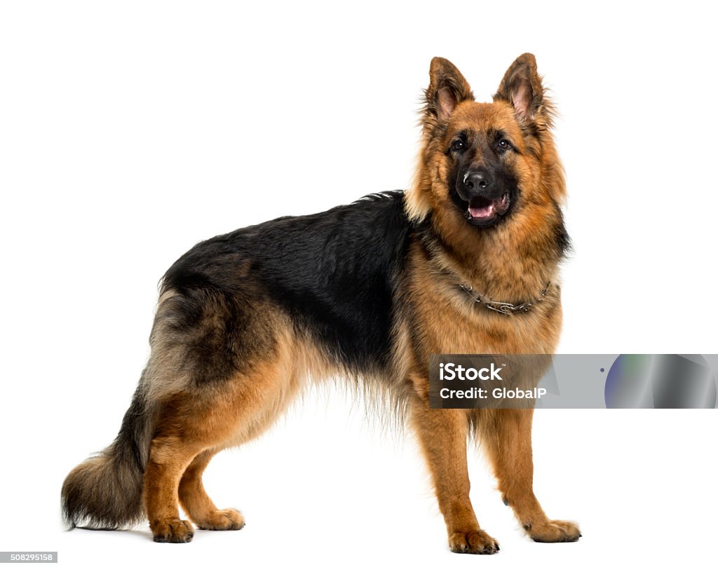 German shepherd in front of white background German Shepherd Stock Photo