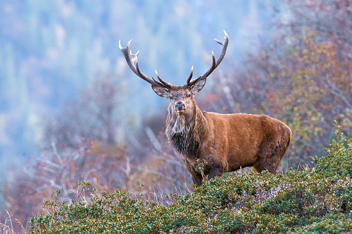 Bull elk sparring off in Jasper National Park