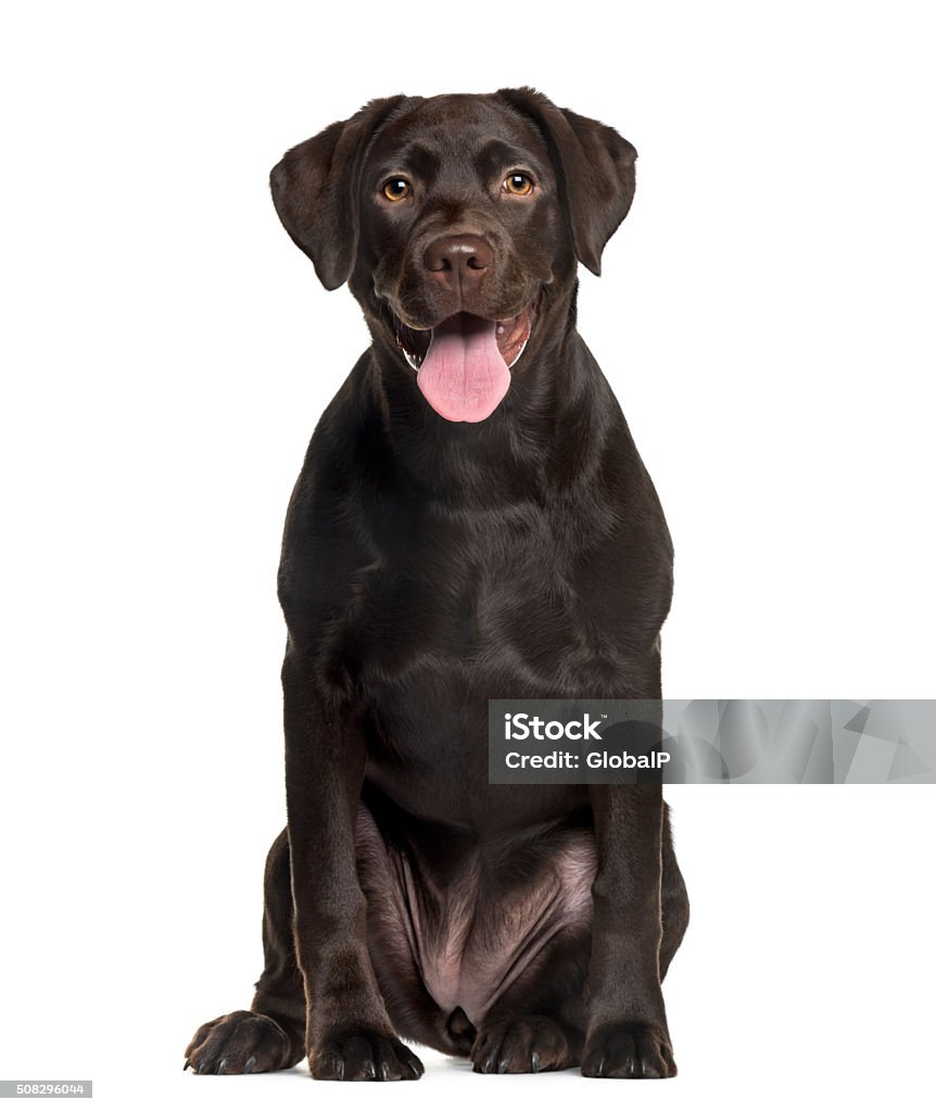 Labrador in front of white background Chocolate Labrador Stock Photo