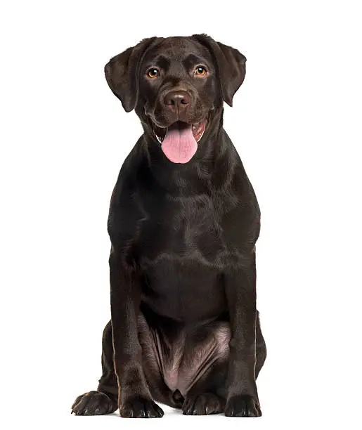 Labrador in front of white background