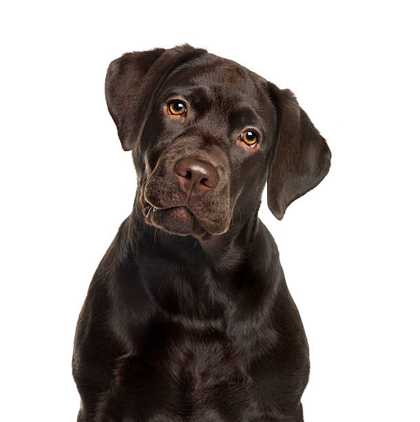 Chocolate Lab Face Cover Chocolate Lab Face Cover