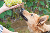 Basque sheepherd dog smelling some grapes