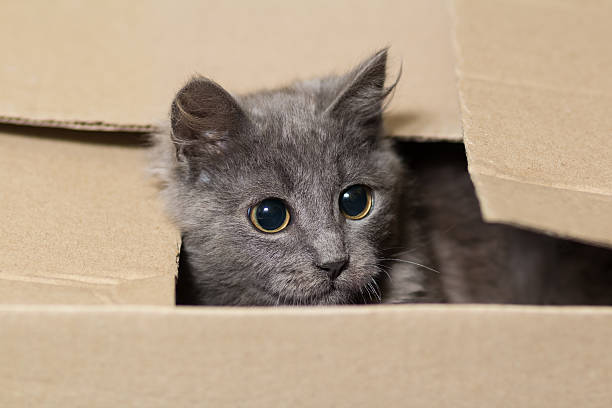 istock Gray kitten peeking out from a cardboard box 508296386