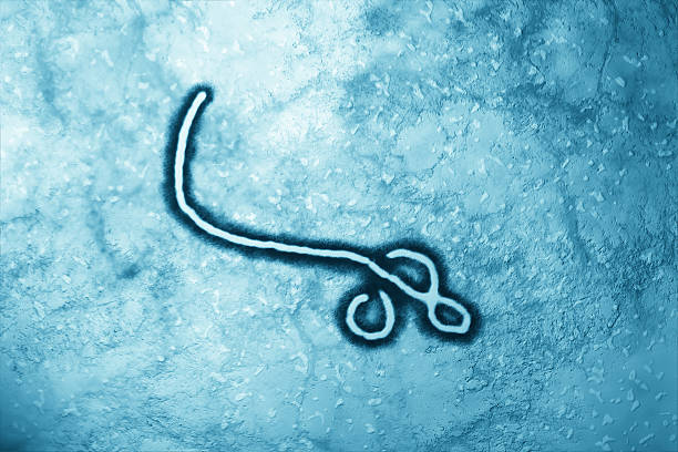 Ebola Virus Microscopic view of Ebola Virus high scale magnification stock pictures, royalty-free photos & images