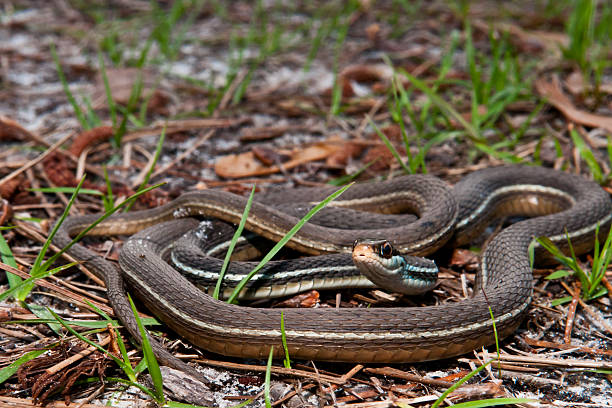 istock Bluestripe Ribbon Snake 508296619