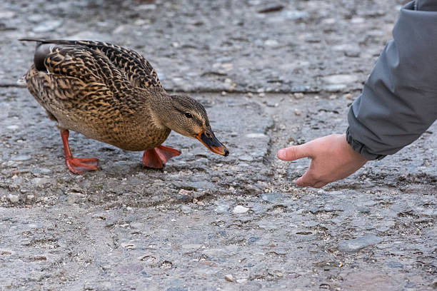 istock wild duck feeded by human hand 508296758