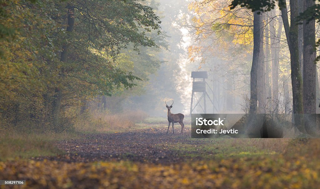 Red deer in forest Young red deer standing in forest in autumn. Watch tower in background Animals Hunting Stock Photo