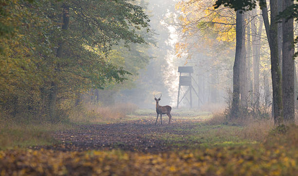 Red deer in forest Young red deer standing in forest in autumn. Watch tower in background hunting stock pictures, royalty-free photos & images