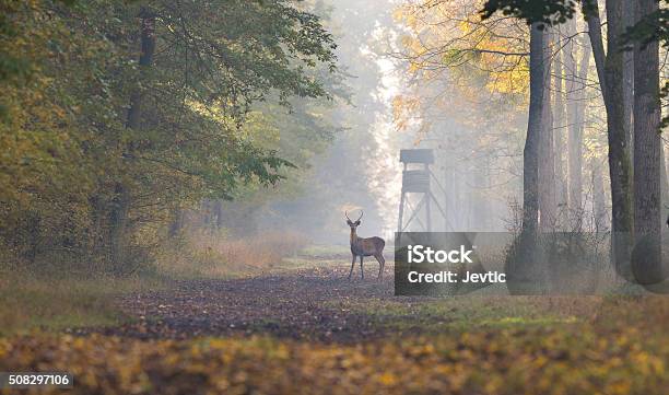 Red Deer In Forest Stock Photo - Download Image Now - Animals Hunting, Deer, Forest