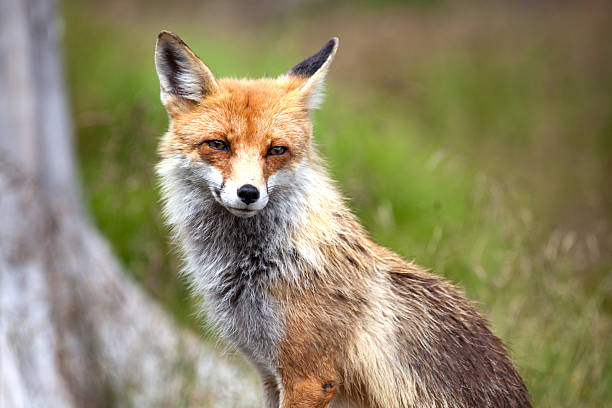 istock Fox in forest at High Tatras, Slovakia 508297141